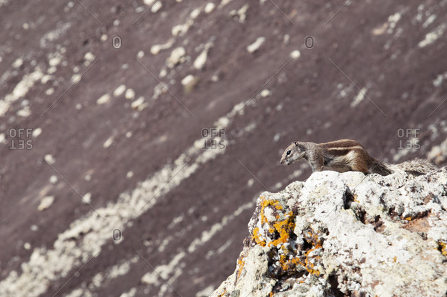 Barbary ground squirrel (Atlantoxerus getulus), crater of Calderon Hondo volcano, La Oliva, Fuerteventura, Canary Islands, Spain