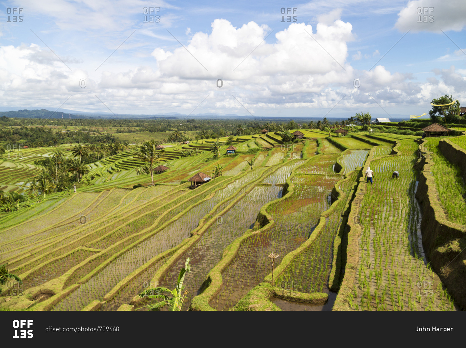 Panoramic view over terraced rice paddies cut into hillside in Bali, Indonesia stock photo OFFSET