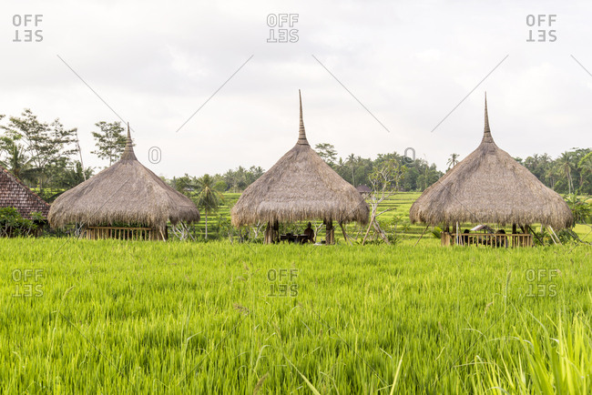 Huts with conical straw roofs surrounded by ripe green rice plants