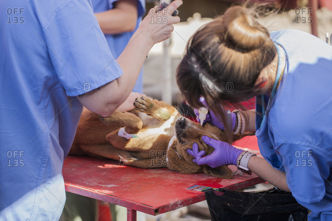 November 14, 2017: Veterinarians treating injured dog in veterinarian facility, Patan, Bagmati, Nepal