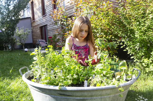 Girl planting herbs in zinc tub in the garden