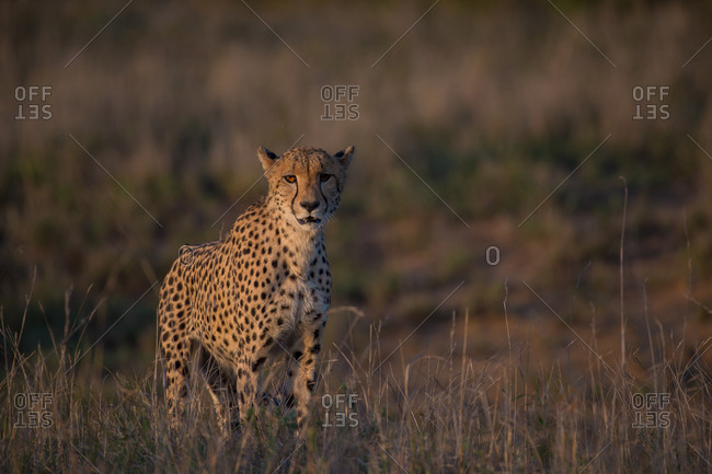 A female cheetah scans the horizon for prey