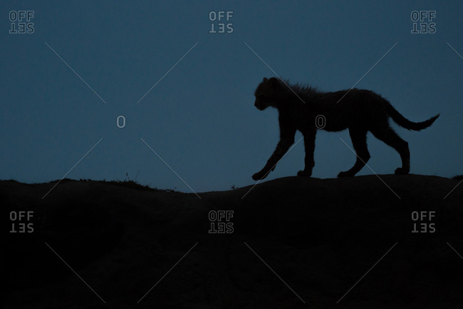 A cheetah cub's silhouette at dusk