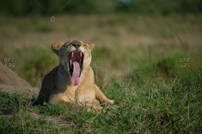 A large female lion yawning
