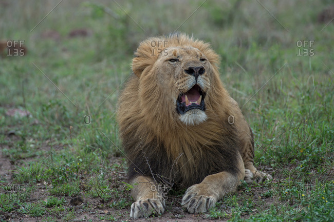 A male lion yawns