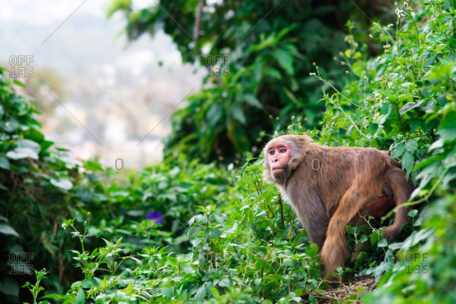 A macaque monkey amid lush greenery