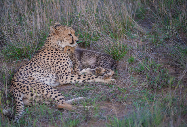 A young cheetah cub cuddles with its mother