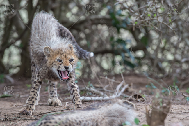 A cheetah cub stretches and yawns