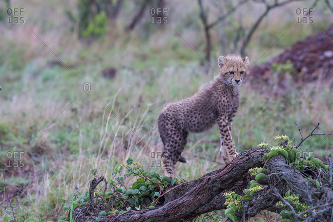 A young cheetah cub stands atop a downed tree