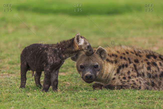 A baby spotted hyena (Crocuta crocuta) nuzzles its mom