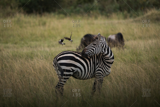 Burchell's zebra scares off its companion birds at Masai Mara National Reserve