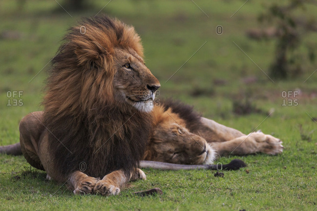 Two male lions (Panthera leo) at rest