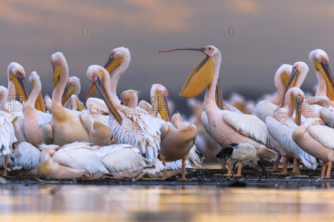 Great white pelicans at the shore of Lake Nakuru