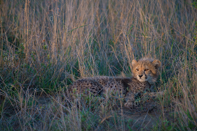 A sunlit cheetah cub lounges in tall grass
