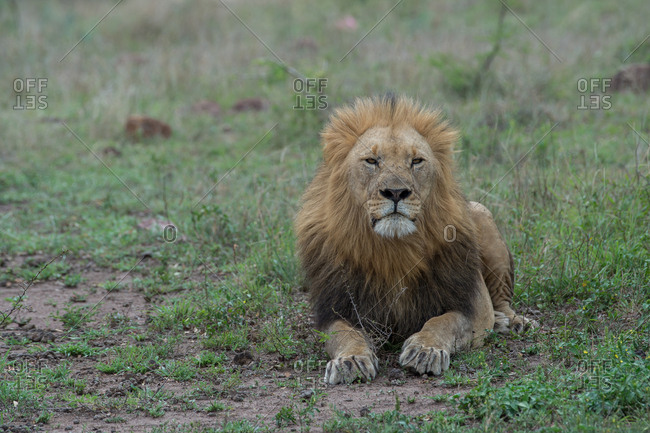 A male lion lying down