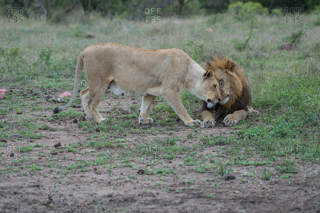 A pair of lions nuzzle