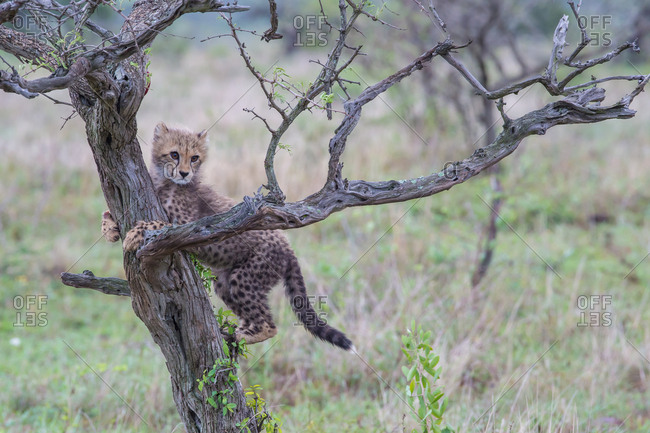 A cheetah cub climbs up a tree trunk