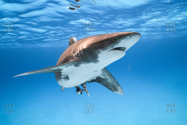 An Oceanic Whitetip Shark makes a close and curious pass