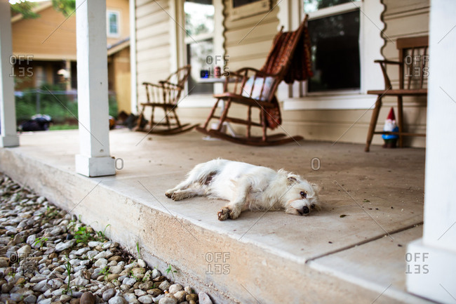 Dog relaxing on front porch