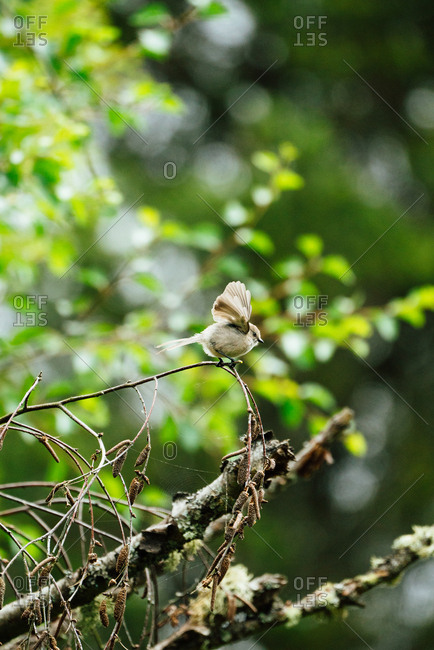Bushtit with wings spread perched on tree branch