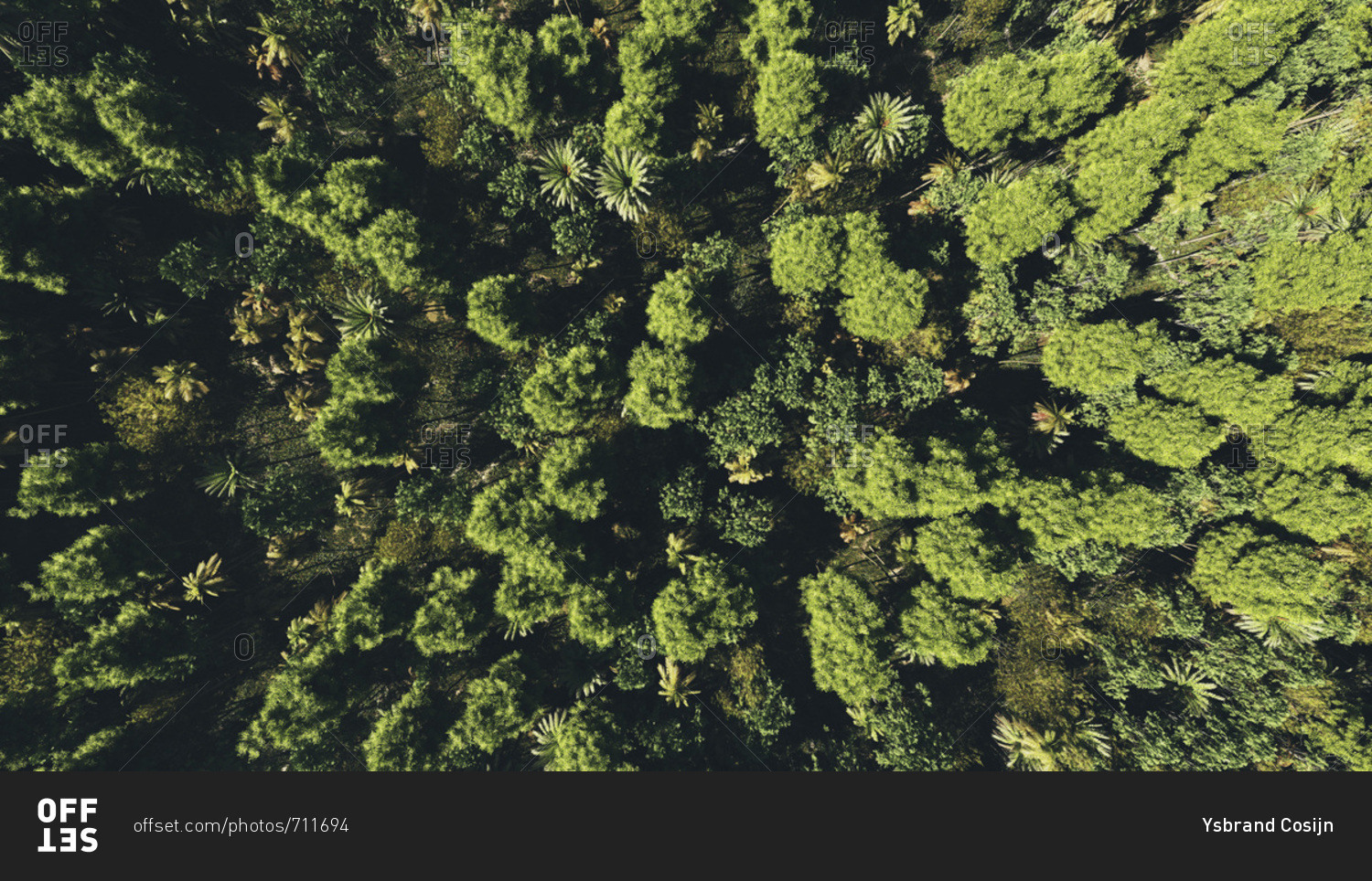 Bird\'s eye view of a green trees in a forest