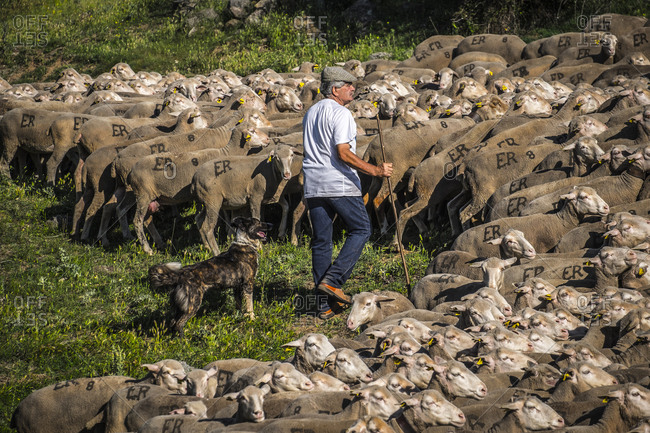 Soria, Spain - June 9, 2017: Shepherd and sheep dog on the transhumance route in the Soria region of Spain