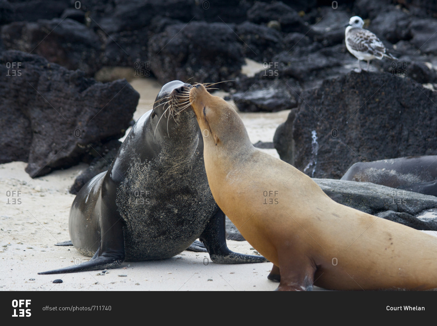 Two sea lions kissing on the Galapagos Islands