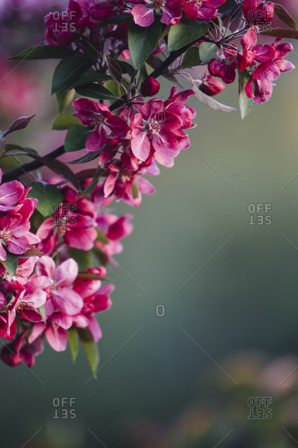 Pink flowers