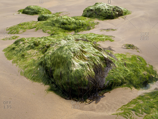 Northern Ireland, Antrim, Causeway Coast, mussel limestone with green algae in the sandy beach