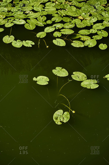 A lot of water lily leaves green on the water surface of waters, birds-eye view
