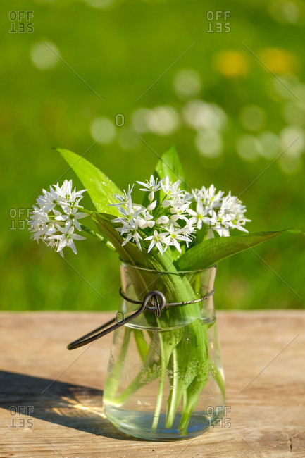 Small vintage glass vase, wind light with a bunch of wild garlic blossoms and wild garlic leaves in the gardenstill life in spring