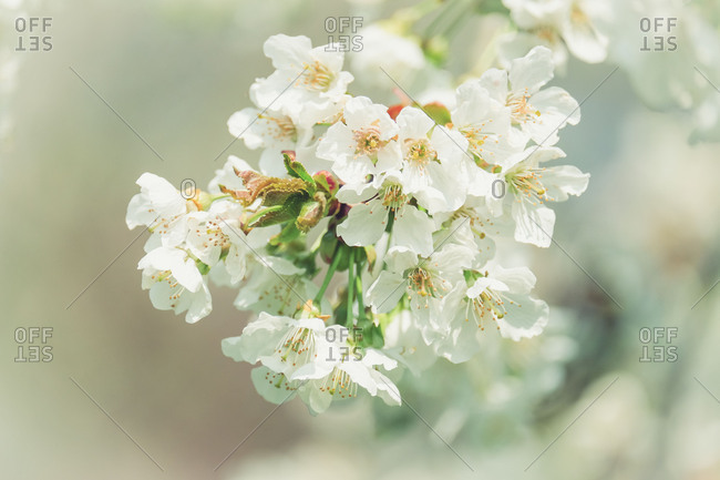 Spring magic, close-up of white cherry flowers with blurred background