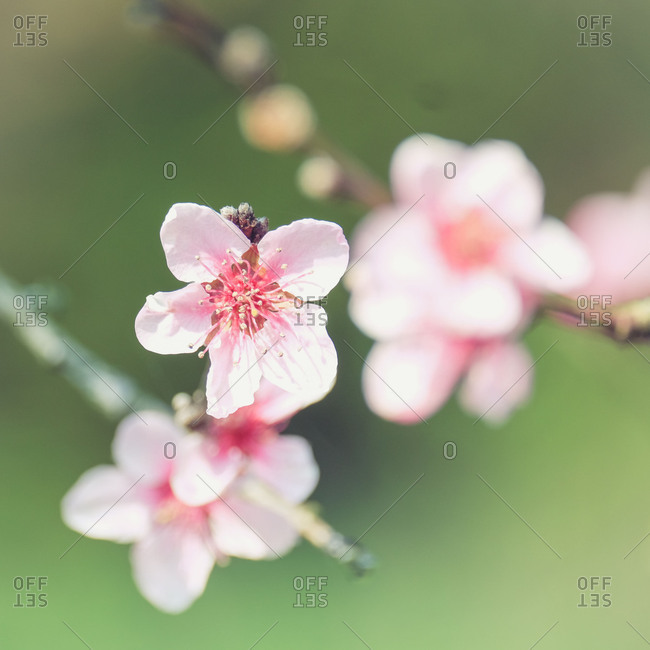 Spring magic, close-up of pink peach blossoms, blurred background