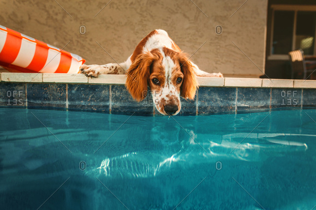 Dog lying at edge of swimming pool with nose near the water