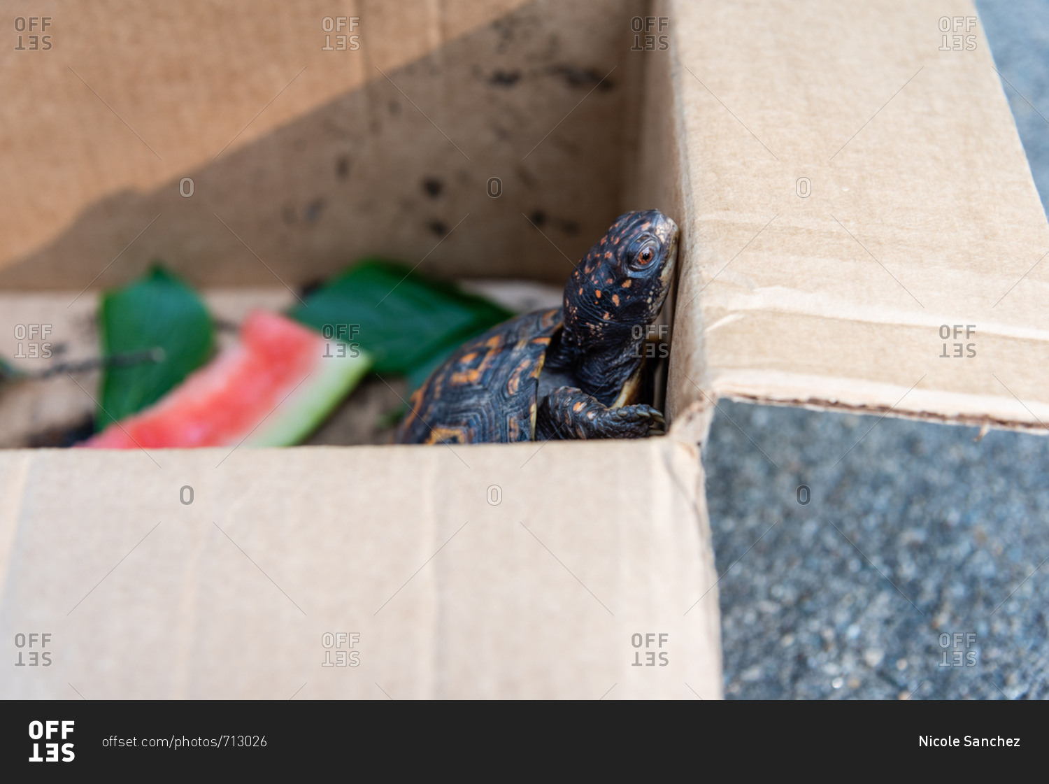 Close up of pet eastern box turtle trying to climb out of cardboard box