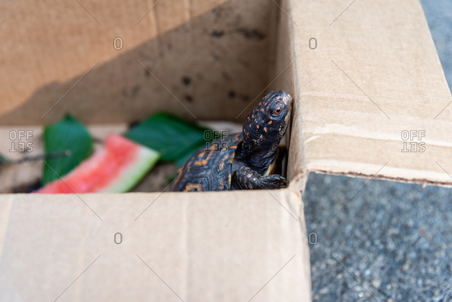 Close up of pet eastern box turtle trying to climb out of cardboard box