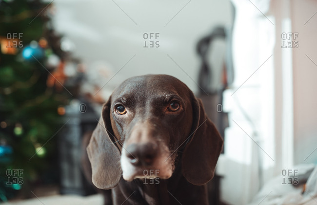 Guilty dog sitting in living room during Christmas eve