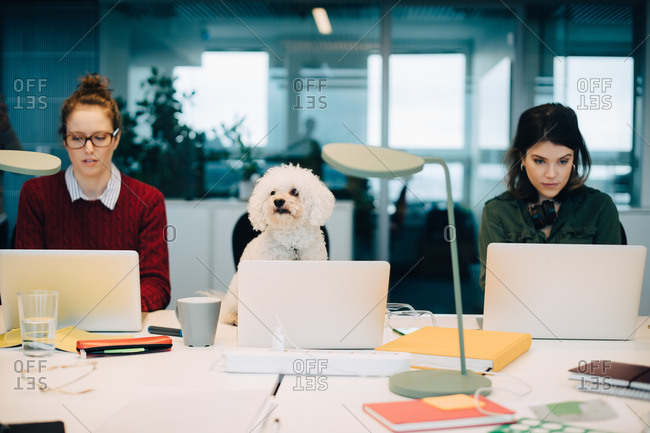 Female professionals using laptops while sitting with dog at desk in creative office