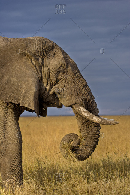 African elephant (Loxodonta africana) bull feeding on savanna, Masai Mara, Kenya.