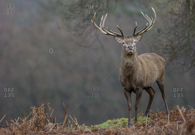 deer park uk stock photos - OFFSET