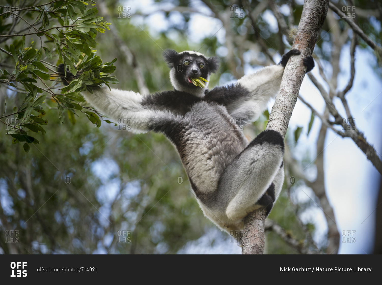 Adult Indri (Indri Indri) Feeding In Rainforest Canopy. Andasibe ...