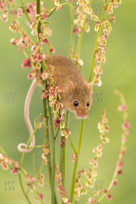 Harvest mouse (Micromys minutus) feeding on common sorrel (Rumex acetosa), Devon, UK (Captive). May.