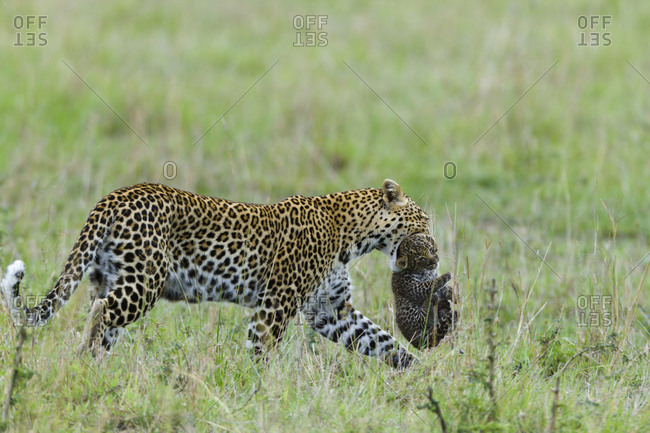 Leopard (Panthera pardus) female carrying her cub aged 1 month, Masai-Mara Game Reserve, Kenya.