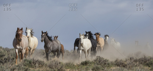 Two wild Mustang horse families running to waterhole, Sand Wash Basin, Colorado, USA. June.