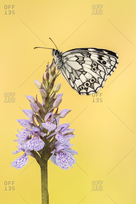 Marbled White butterfly (Melanargia galathea) resting on common spotted orchid, Dunsdon Nature Reserve, Devon, UK. July .