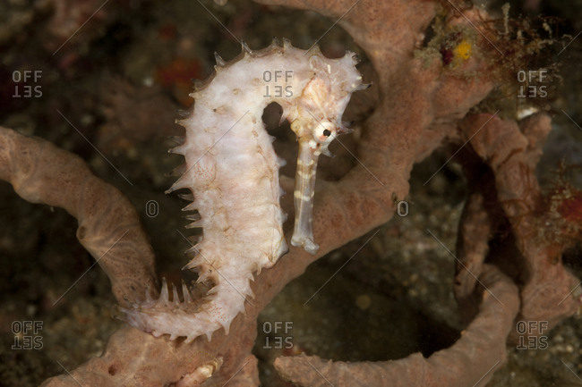 Thorny seahorse (Hippocampus hystrix) gripping a sponge with its tail. Lembeh Strait, North Sulawesi, Indonesia.
