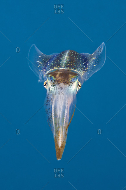 Caribbean reef squid (Sepioteuthis sepioidea), North Wall, Grand Cayman, Cayman Islands, West Indies, Caribbean Sea.