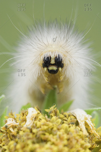 Caterpillar larva of Tiger Moth (Arctiidae) on Golden Crownbeard flower (Verbesina encelioides). Rio Grande Valley, Texas, USA.