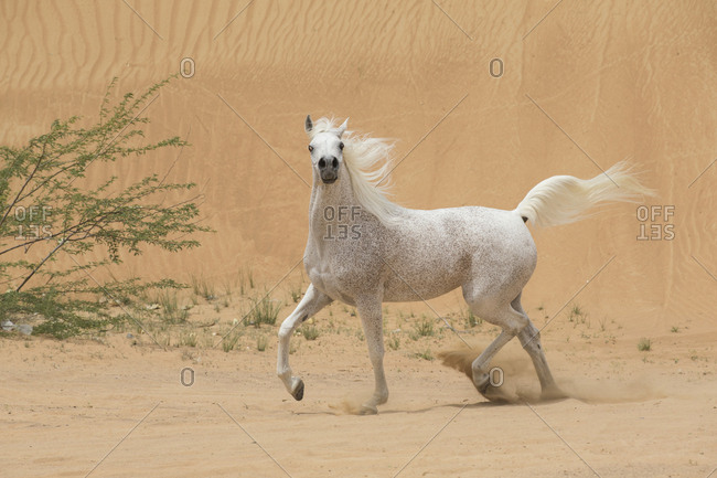 Grey Arabain stallion trotting in desert dunes near Dubai, United Arab Emirates.