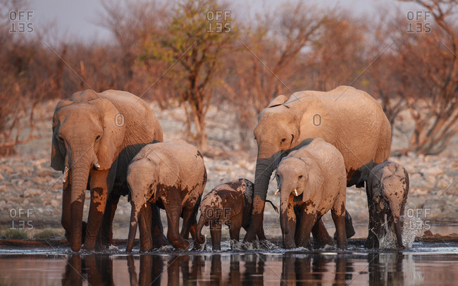 African elephants (Loxodonta africana) drinking at sunset. Etosha National Park, Namibia.
